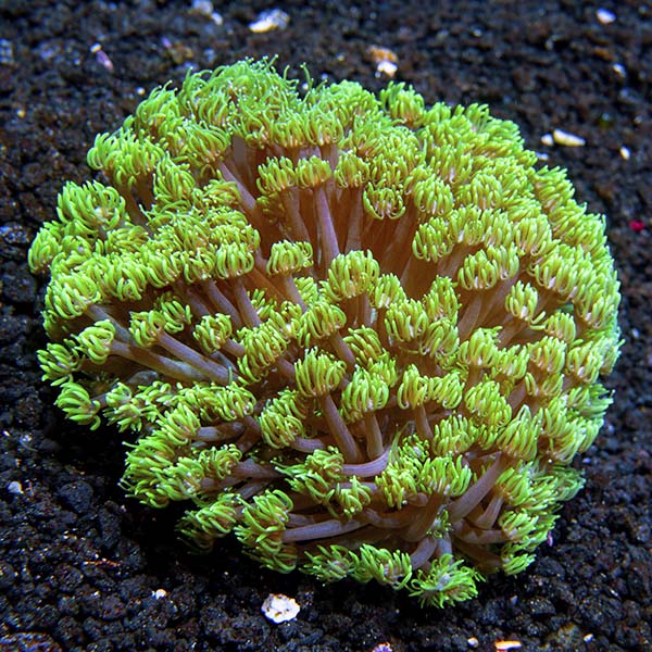 Flower Pot Coral, Long Polyp, Green 